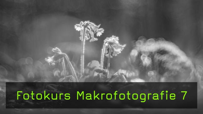 Bokeh-Effekt in der Makrofotografie