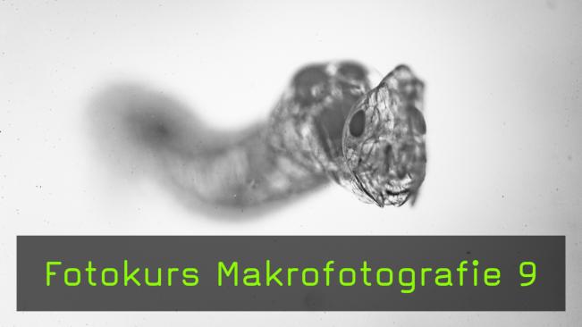 Makrofotografie von Insektenlarven