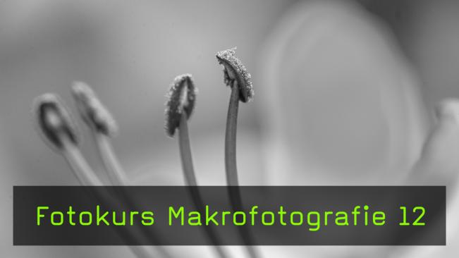 Makrofotografie von Blüten