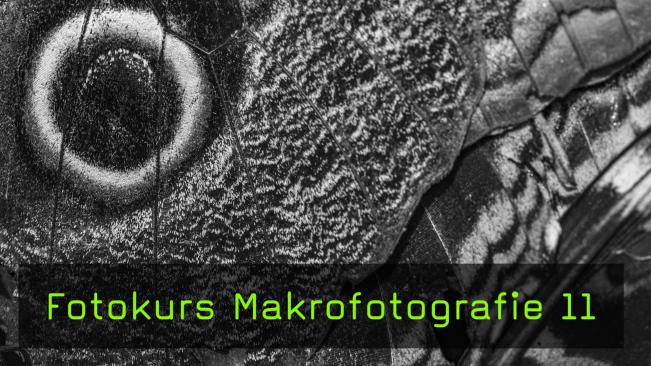 Location für Makrofotografie: Schmetterlingshaus Hamm