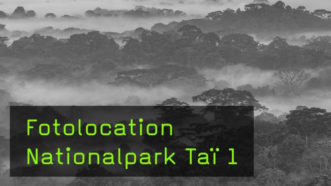 Wildllife-Fotografie, Nationalpark Taï