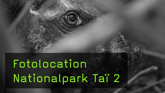 Regenwald-Fotografie im Nationalpark Tai