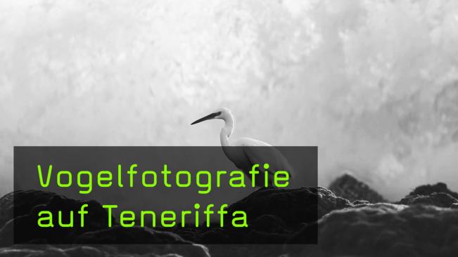Teidefink fotografieren