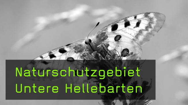 Schmetterlinge fotografieren in den Unteren Hellebarten
