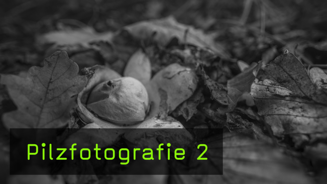 Pilzfotografie mit Naturfotograf Hans-Peter Schaub