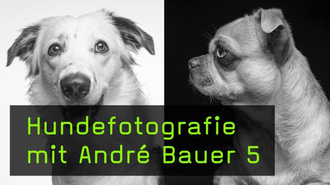 Highkey und Lowkey in der Hundefotografie erklärt