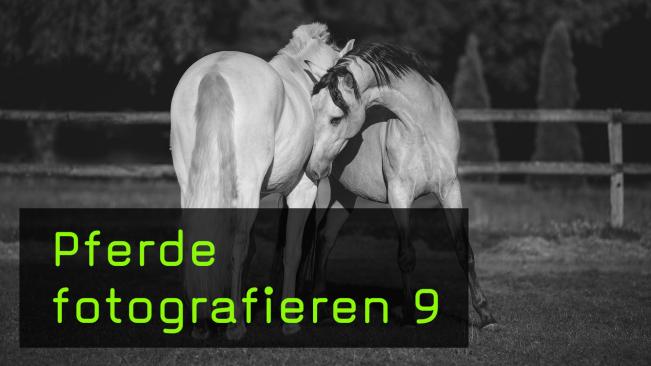 Eine Pferdeherde im Freilauf fotografieren