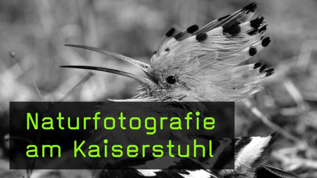 Kaiserstuhl als Fotolocation für Naturfotografen