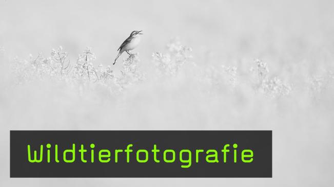 Live-Session mit Wildtierfotograf Thomas Muth