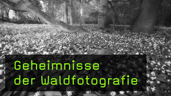 Naturfotografin Yvonne Albe über Waldfotografie