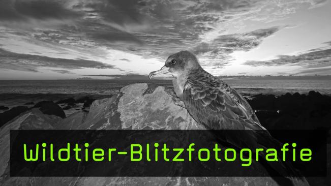 Wie schädlich ist die Blitzfotografie für Wildtiere?