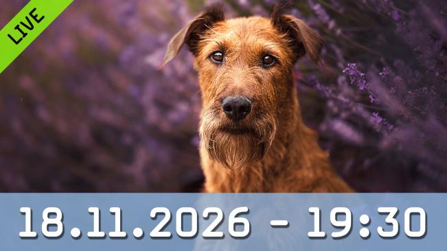 Tipps zur Hundefotografie mit Sabine Scharnberg