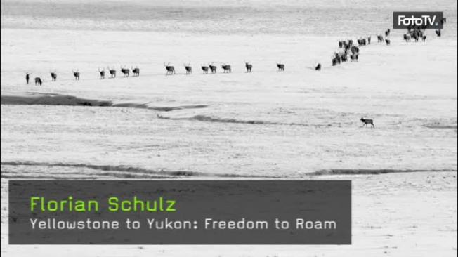 Yellowstone to Yukon: Freedom to Roam, Florian Schulz