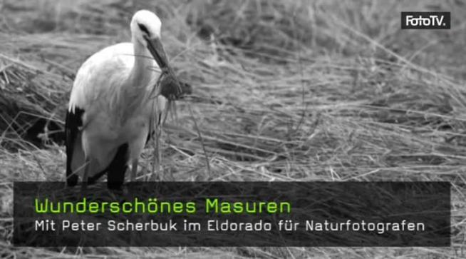 Masuren, Tierfotografie, Störche, Kraniche, Vogelfotografie