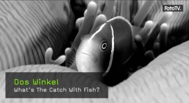 Unterwasserfotografie, Tauchen, Fotograf, Natur