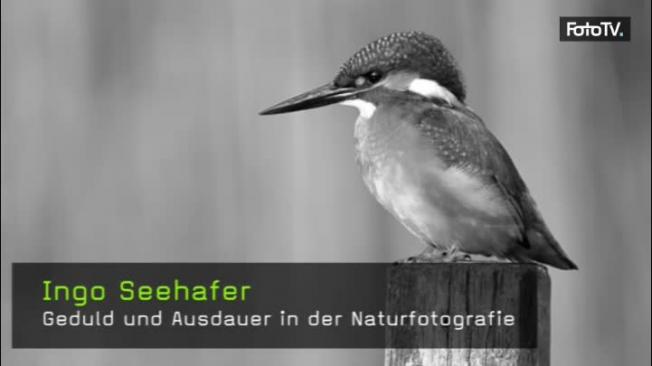 Ingo Seehafer Naturfotografie Eisvogel