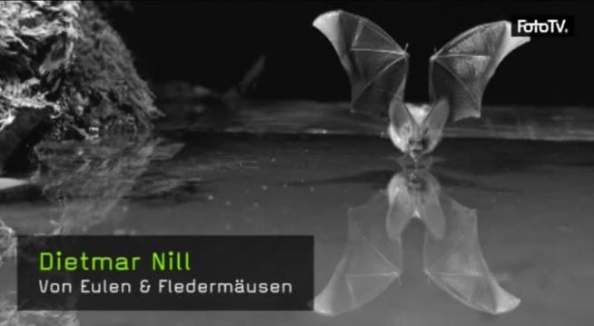 Naturfotografie, Dietmar Nill, Tierfotografie