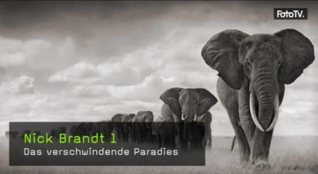 Nick Brandt, Naturfotografie, Tierfotografie
