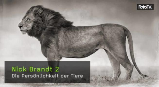 Nick Brandt, Naturfotografie, Tierfotografie