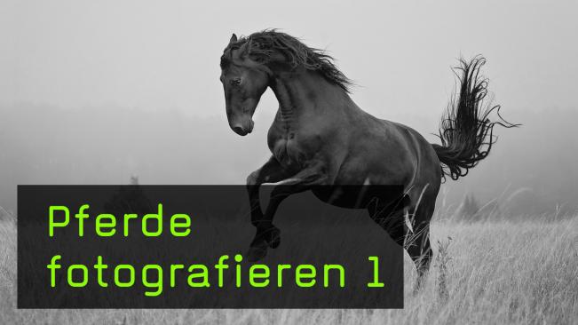 Pferdefotografin Sabine Scharnberg über ihre Leidenschaft