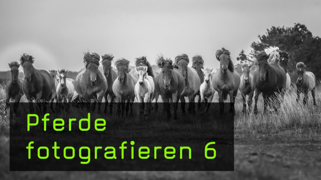 Pferdefotos zu verschiedenen Jahreszeiten