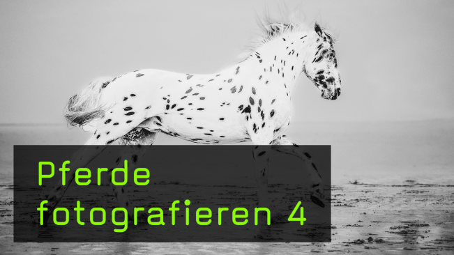 Verschiedene Pferderassen fotografieren und ihre Merkmale herausarbeiten