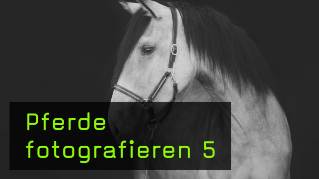 Ein Pferdeportrait vor schwarzem Hintergrund erstellen