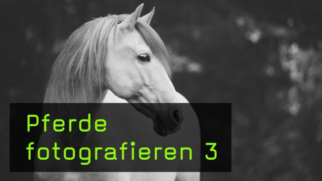 Wie man ein gutes Pferdeportrait machen kann