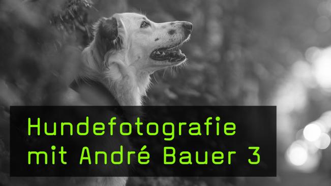 Bildideen für die Streetfotografie mit Hunden