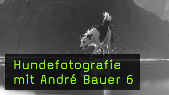 Outdoor Bildideen für die Hundefotografie