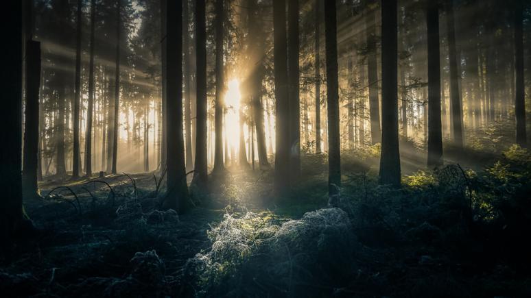 Mystische Lichtstimmung im Wald fotografieren