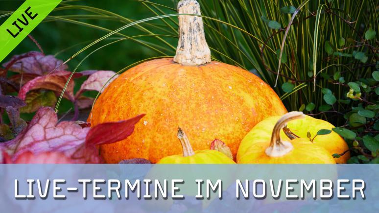 Die FotoTV. Live-Termine im November 2025