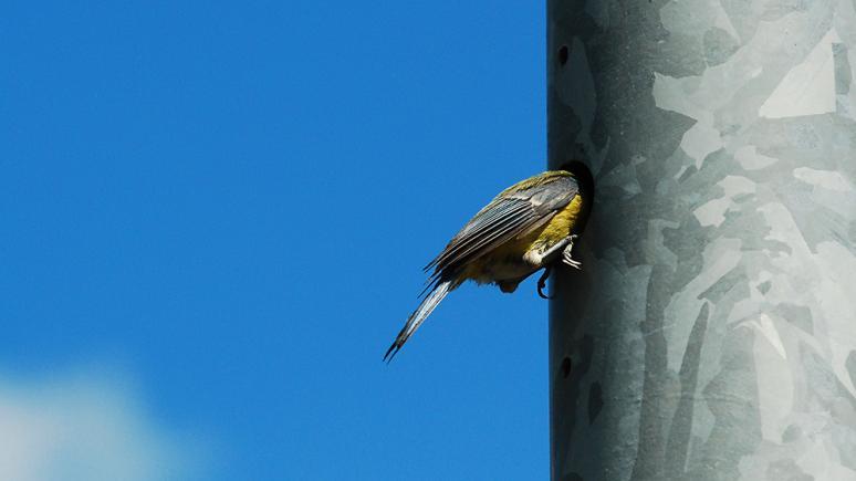 Wildtiere in der Großstadt - Natürlich Köln