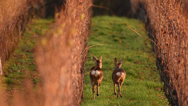 Tierfotografie: Rehe im Wonnegau