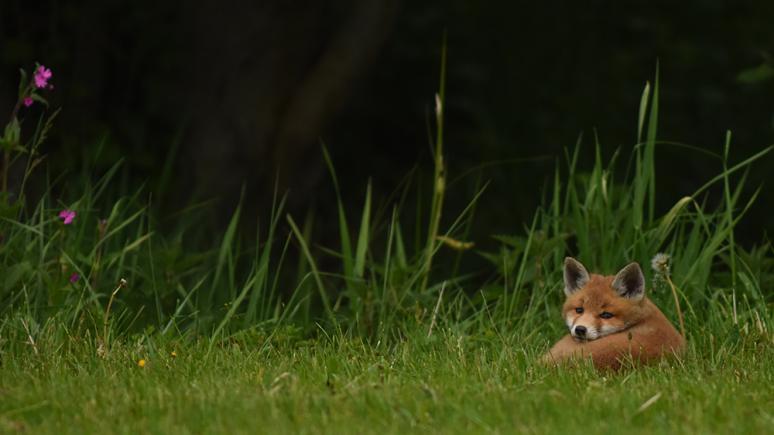 Wildnis vor der Haustür: Füchse fotografieren