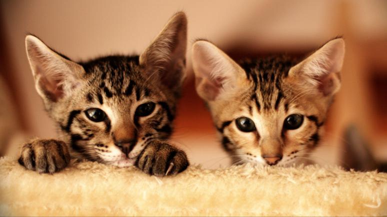Katzen fotografieren