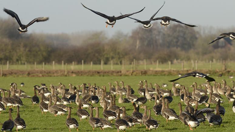 Tierfotografie: Wildgänse am Niederrhein