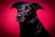 Tierfotografie, Umgang mit Hunden beim Fotoshooting, FotoTV. Tutorial mit Heike Herden
