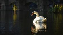 Naturfotos in der Stadt