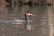 Superzoom, Naturfotografie, Wasservögel, Hans-Peter Schaub, Ente, Gans, Haubentaucher