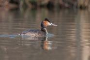 Superzoom, Naturfotografie, Wasservögel, Hans-Peter Schaub, Ente, Gans, Haubentaucher