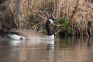 Superzoom, Naturfotografie, Wasservögel, Hans-Peter Schaub, Ente, Gans, Haubentaucher