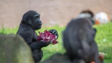 Zoofotografie 1: Outdoor