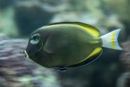 Fische fotografieren mitziehen