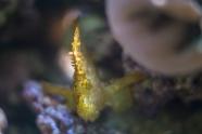 Schaukelfisch fotografieren