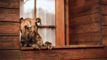 Hundefotografie im Garten