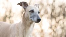 Hundefotografie im Garten