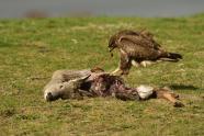Greifvogel, Kadaver, Luder, Naturfotografie, totes Reh