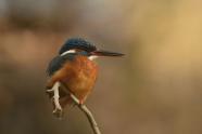 Eisvogel, Naturfotografie