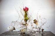 Vase, Blume, Scherben